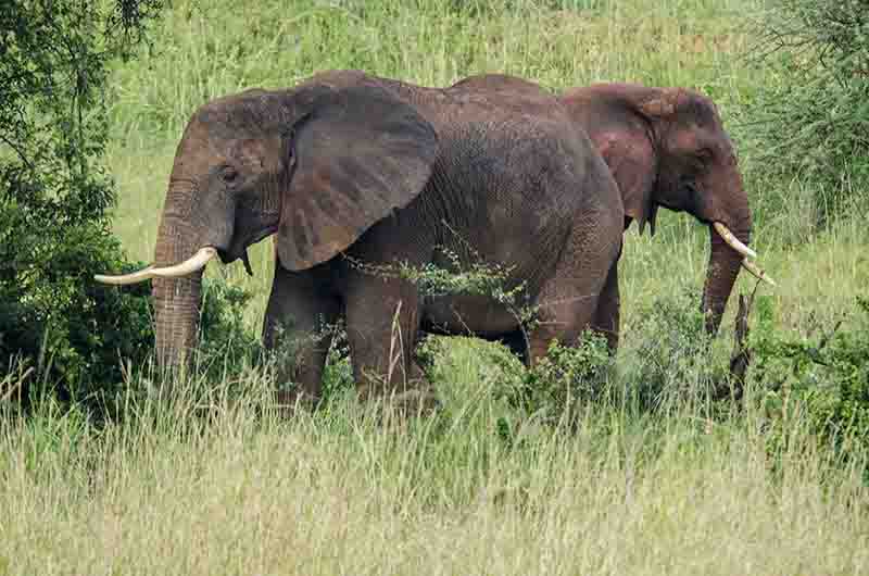 Elefante - parque nacional Queen Elizabeth - Uganda 4.jpg